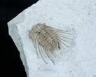 Killer Kettneraspis Trilobite From Oklahoma #3221-3